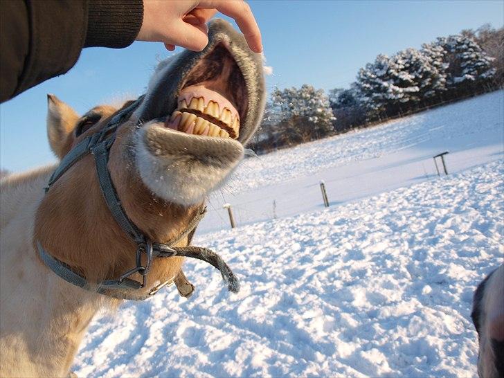 Fjordhest Micky (Penti) <3 - bare lidt for genialt! taget af: mig (Bing Foto) billede 13