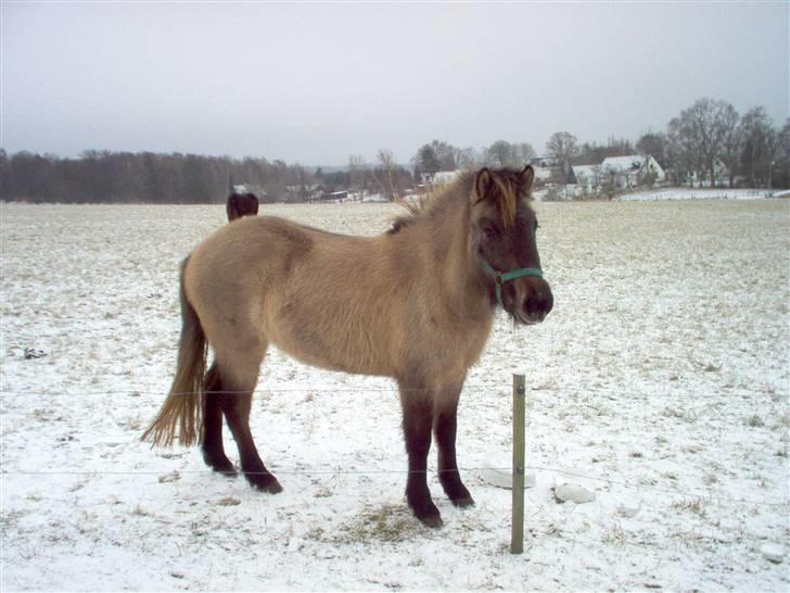 Islænder Frenja fra Boskovhus billede 3