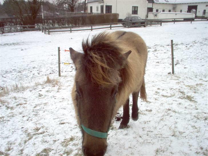 Islænder Frenja fra Boskovhus billede 4