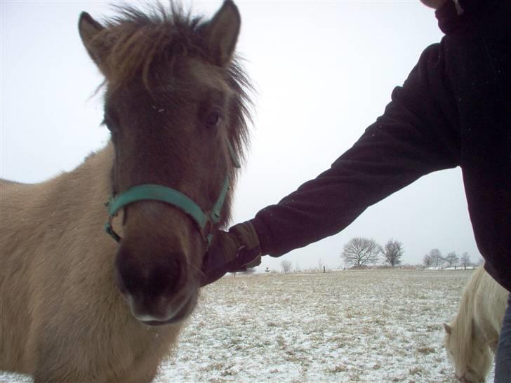 Islænder Frenja fra Boskovhus billede 6