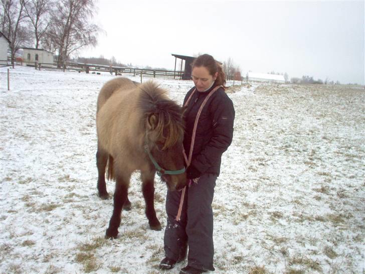 Islænder Frenja fra Boskovhus billede 7