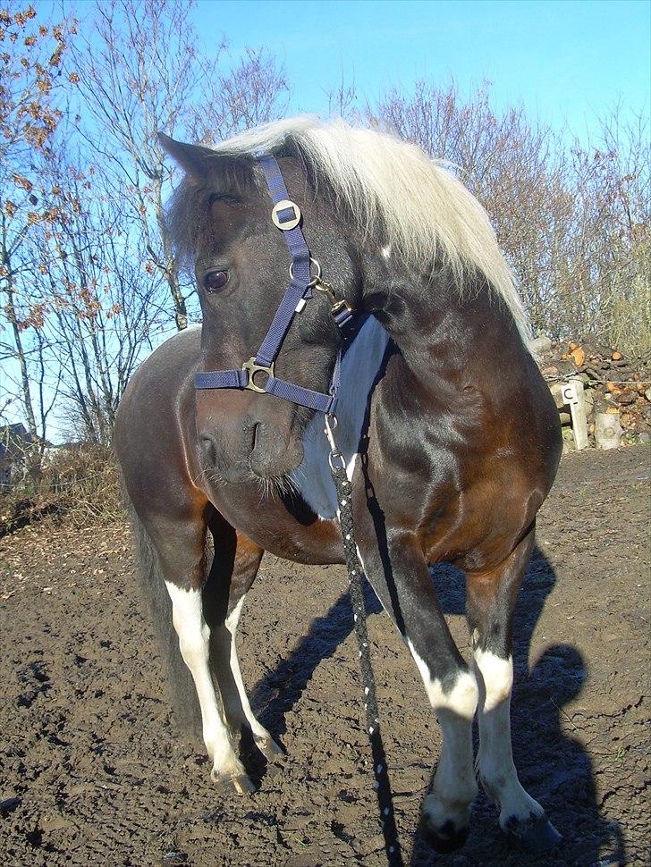 Pinto Stald Hesselholt's Sisse :'( SOLGT :'( - Min dejlige pony Sisse :)<3 billede 5