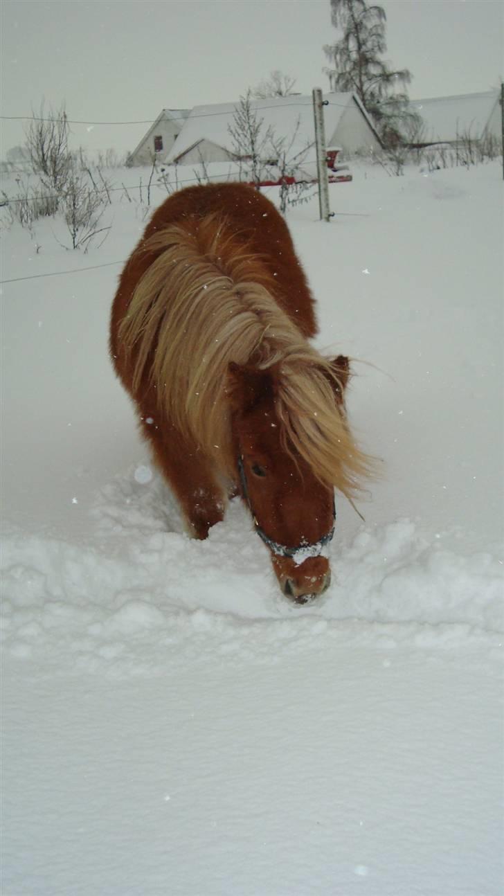 Shetlænder Max Solgt billede 11
