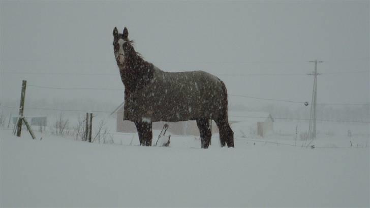 Svensk Varmblod Fröken shelli - sne billeder hos os det første år vi har hende 2009/2010 billede 4
