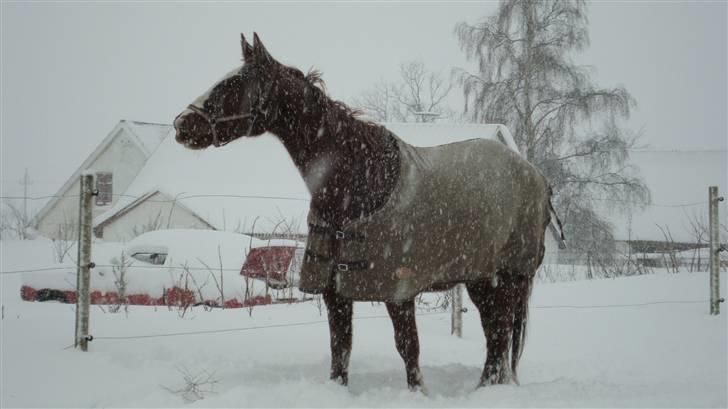 Svensk Varmblod Fröken shelli - sne billeder hos os 2009/2010 billede 5