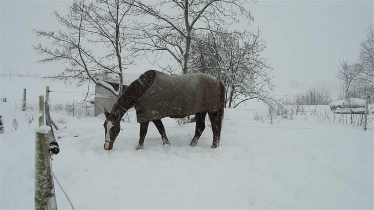 Svensk Varmblod Fröken shelli - sne billeder hos os 2009/2010 billede 6