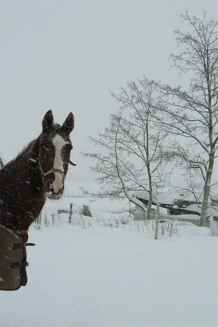Svensk Varmblod Fröken shelli - sne billeder hos os 2009/2010 billede 7