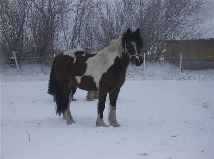 Anden særlig race Balou billede 7