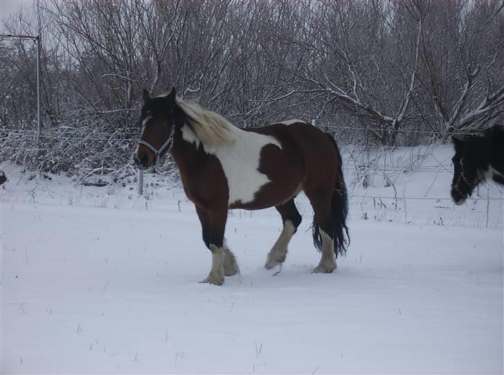 Anden særlig race Balou billede 8