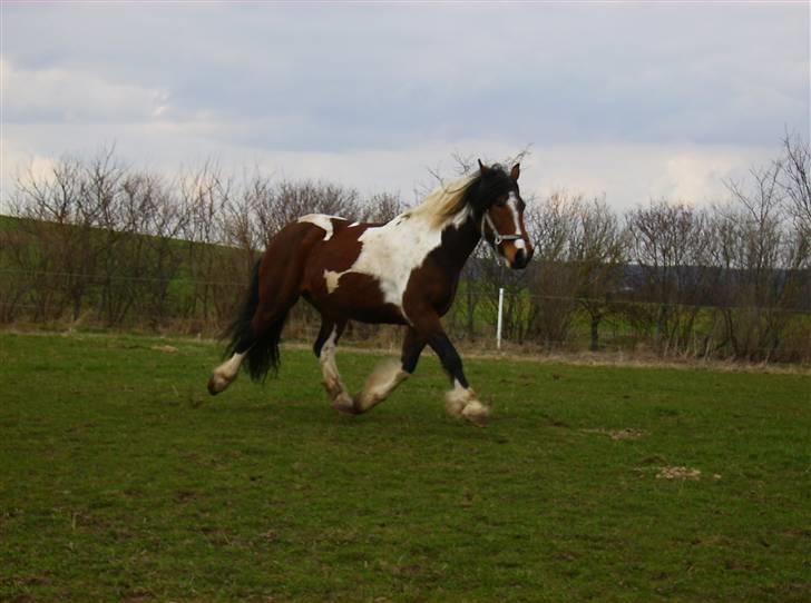 Anden særlig race Balou billede 9