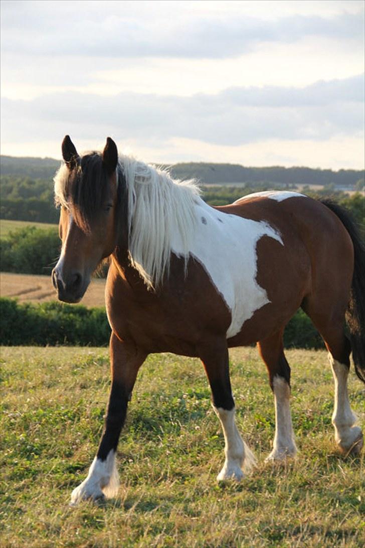 Anden særlig race Balou - billed taget af Sandra 24 juli 2010 billede 10