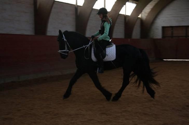 Frieser Ritsert - Ritte - 4. smukke hest, med nogle fantastiske gangarter. billede 4