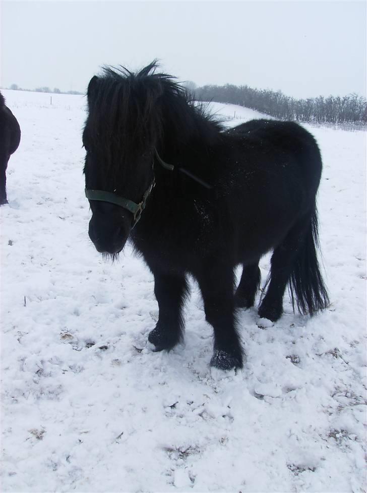 Shetlænder Jolly Jumper  billede 20