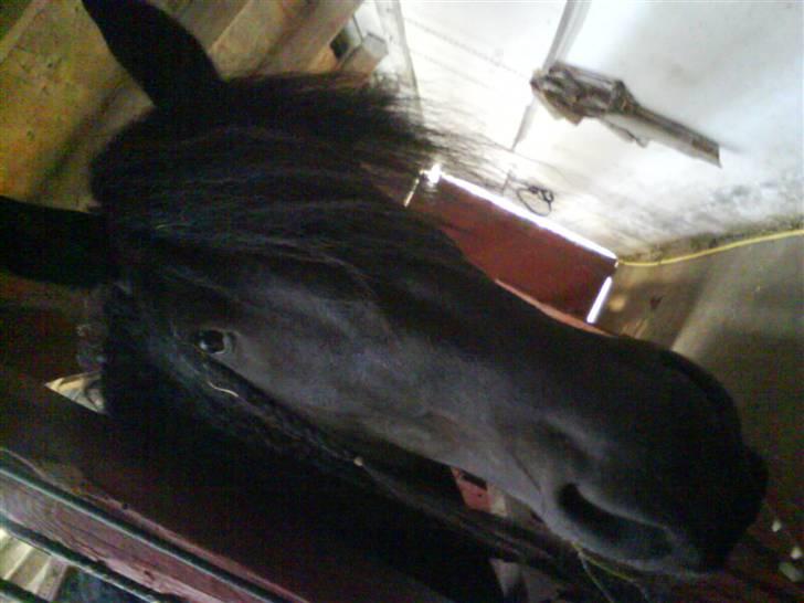 Frieser Ritsert - Ritte - 9. - skatteren!! : D billede 9