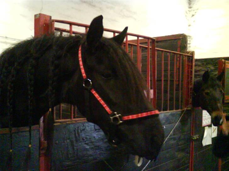 Frieser Ritsert - Ritte - 12. min skatter : D billede 12