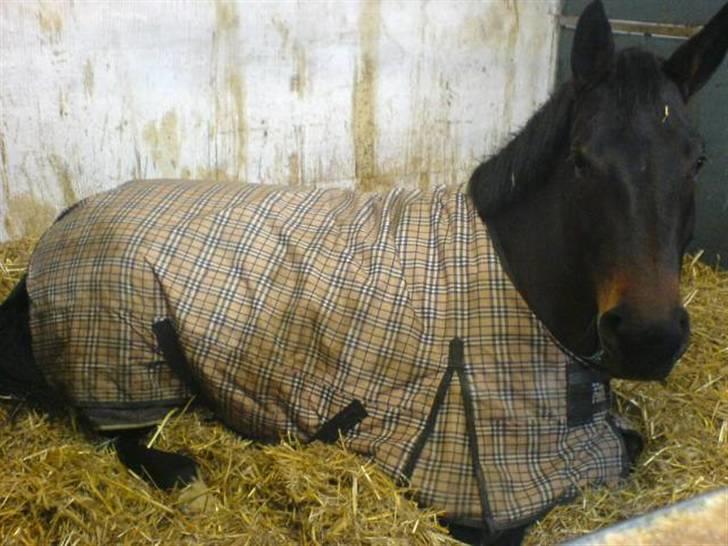 Oldenborg odessa billede 14