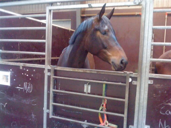 Oldenborg odessa billede 15