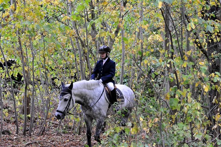 New Forest  Roløkke Tintin - Også lige en tur ud i skoven:) billede 2