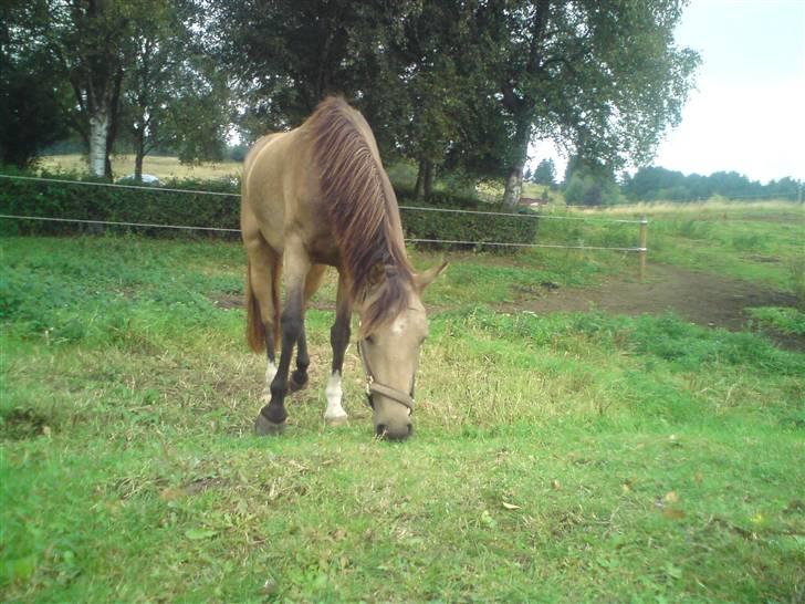 Anden særlig race Jasmina :* billede 2