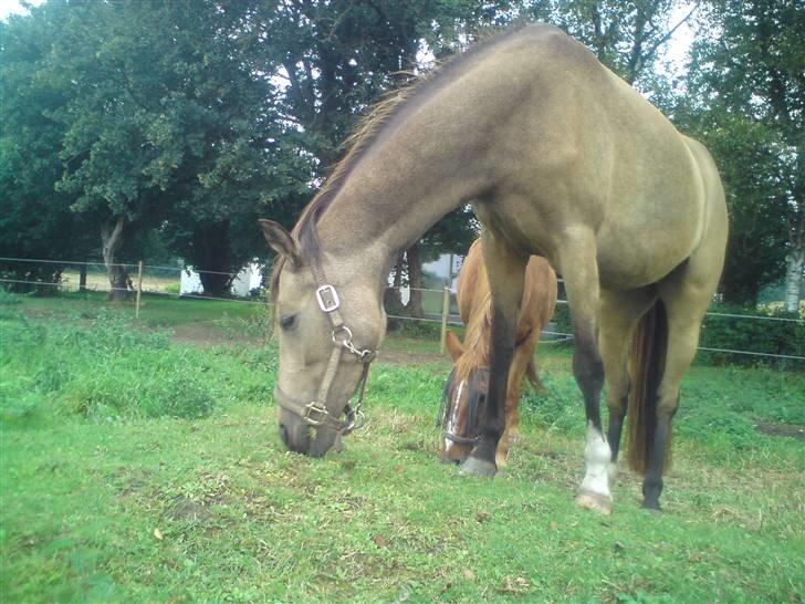 Anden særlig race Jasmina :* billede 3