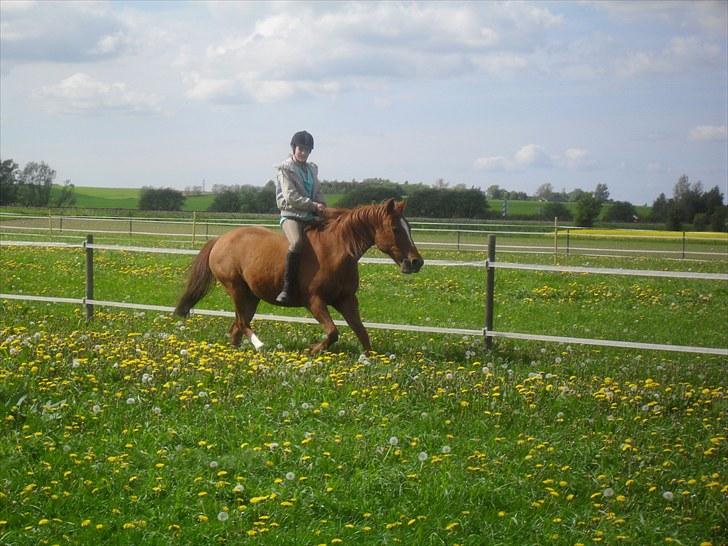 Anden særlig race /Araber Kasmir DØD billede 1