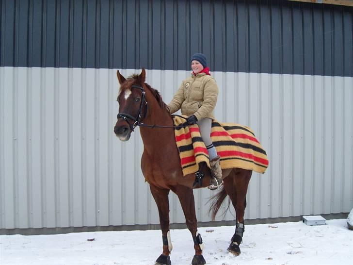Dansk Varmblod Fürst billede 1