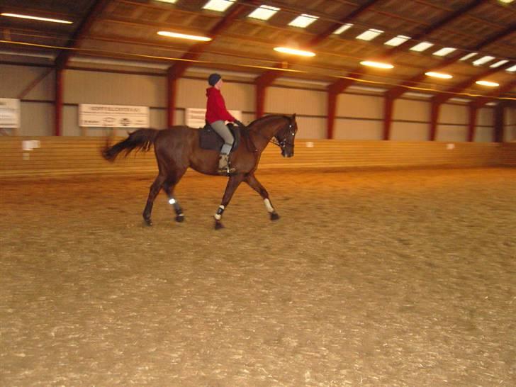 Dansk Varmblod Fürst billede 3