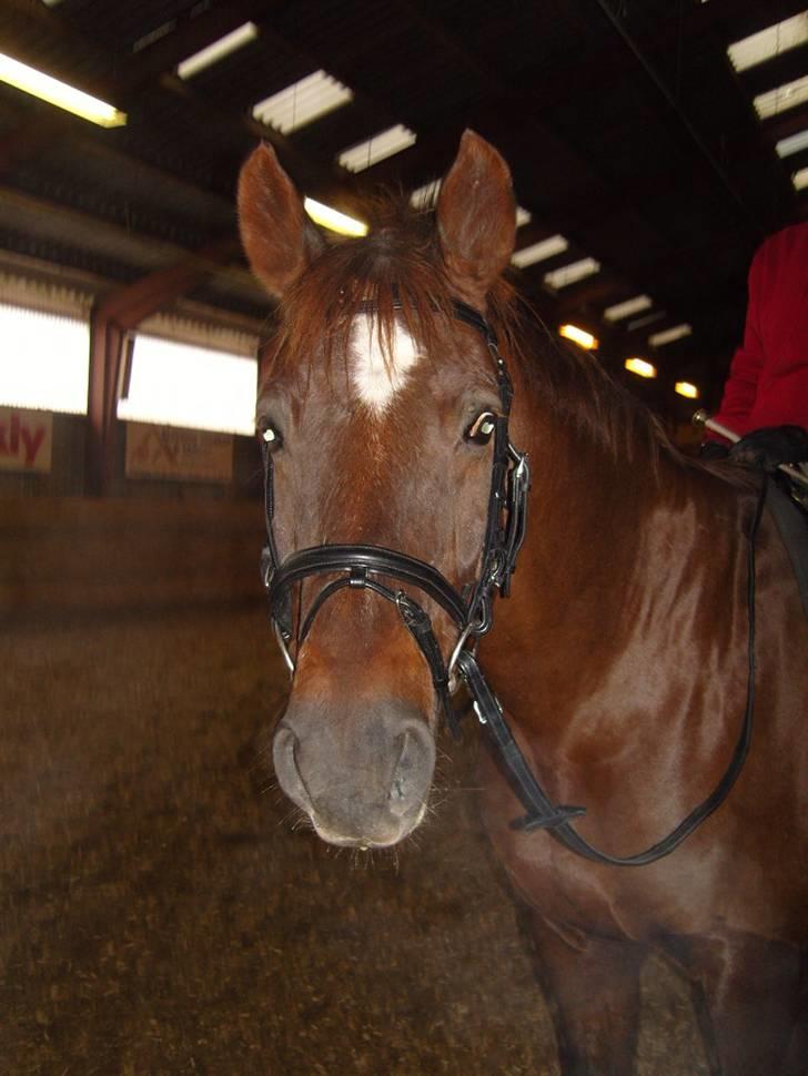 Dansk Varmblod Fürst billede 10