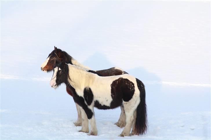 Irish Cob RH Mathilde (ICS M VB2) - Mathilte sammen med Anton billede 9