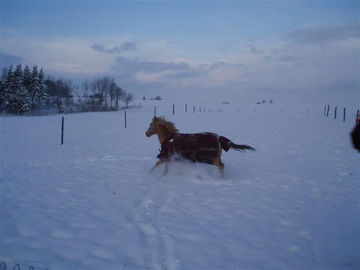 Hollandsk Sportspony Lukas *SOLGT' - Så blev det vinter!!! billede 9