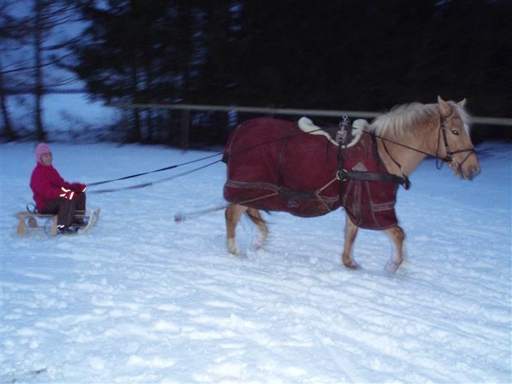 Hollandsk Sportspony Lukas *SOLGT' - Simone og Lukas på tur billede 10