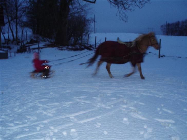 Hollandsk Sportspony Lukas *SOLGT' billede 11