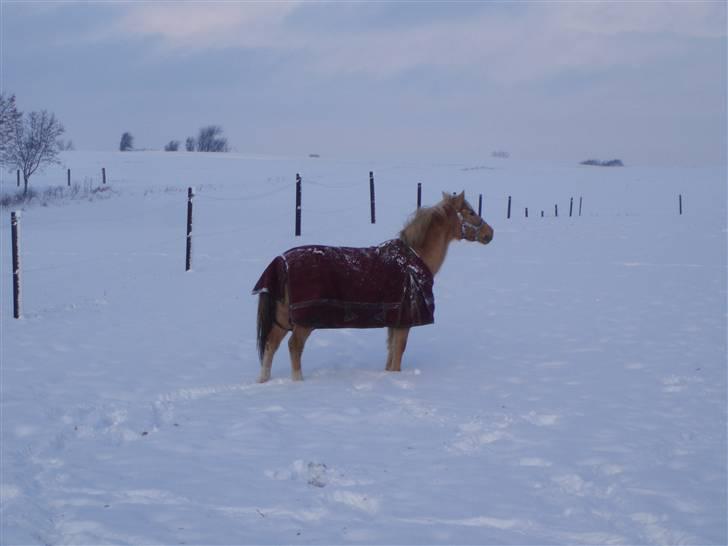 Hollandsk Sportspony Lukas *SOLGT' billede 12