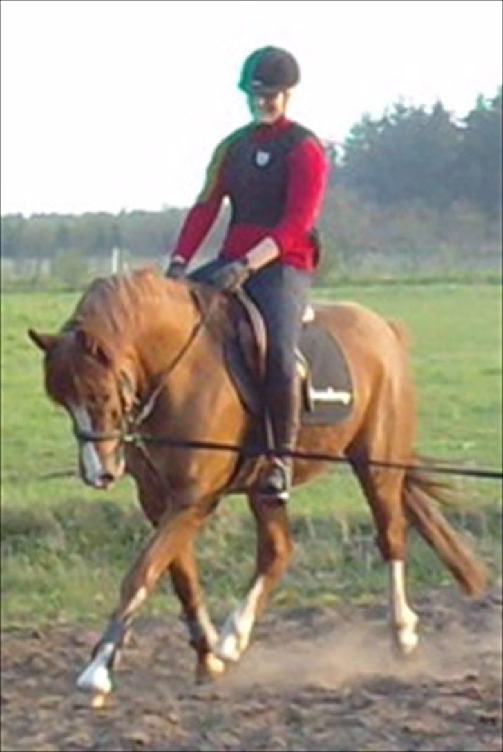 Anden særlig race Junior Charkiro billede 1