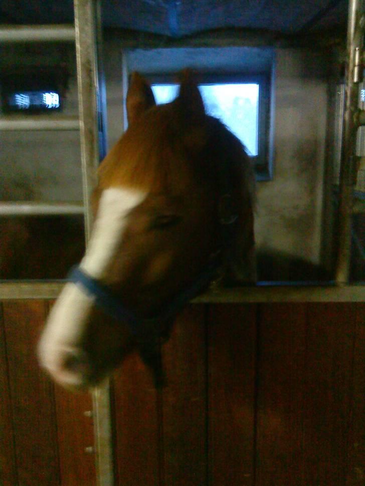 Anden særlig race Junior Charkiro billede 2