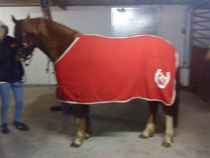 Anden særlig race Junior Charkiro billede 3