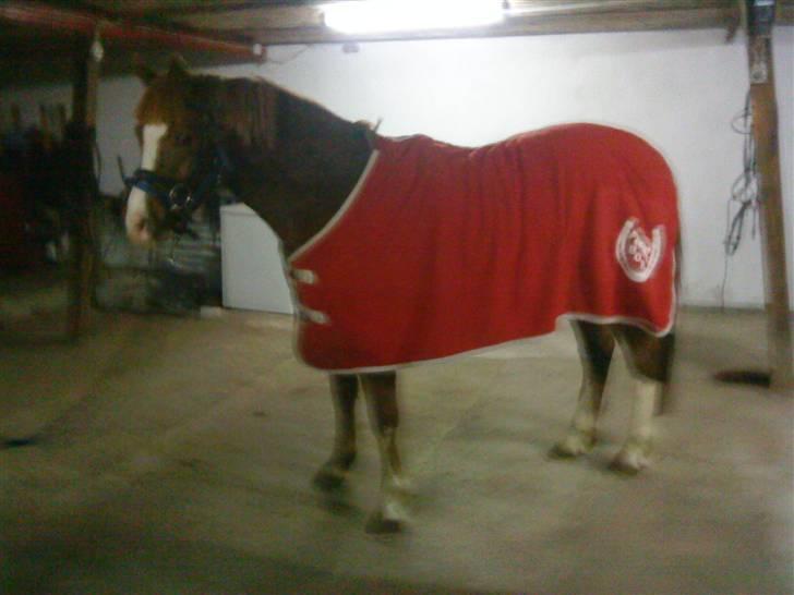 Anden særlig race Junior Charkiro billede 4