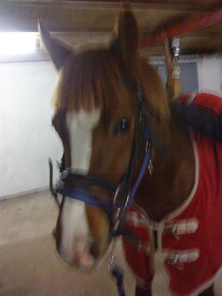 Anden særlig race Junior Charkiro billede 5