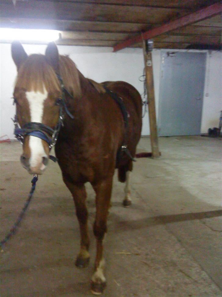 Anden særlig race Junior Charkiro billede 6