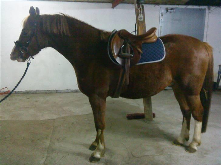 Anden særlig race Junior Charkiro billede 7