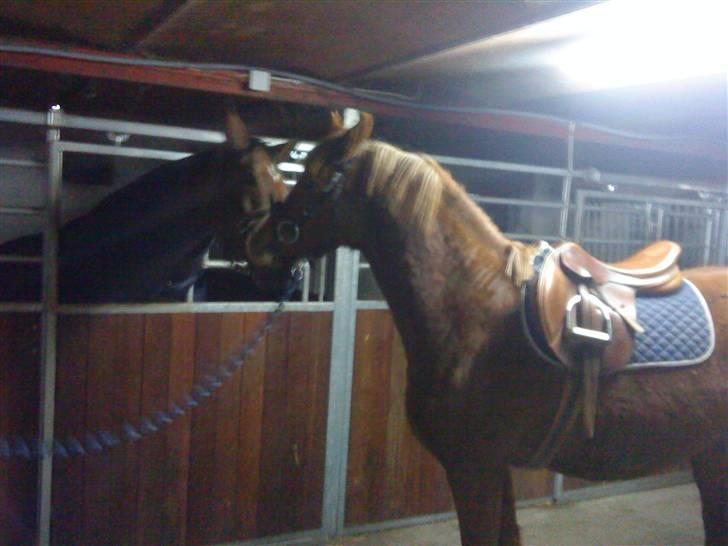 Anden særlig race Junior Charkiro billede 8