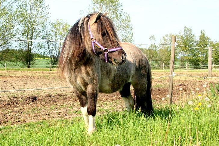 Shetlænder PH's Rammstein - 2011 billede 1