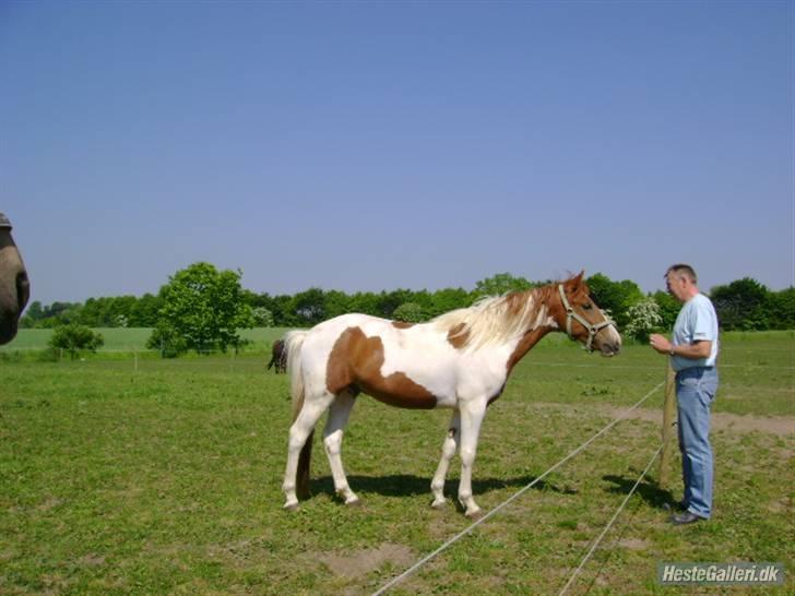 Pinto Lindholms Toniquie billede 8