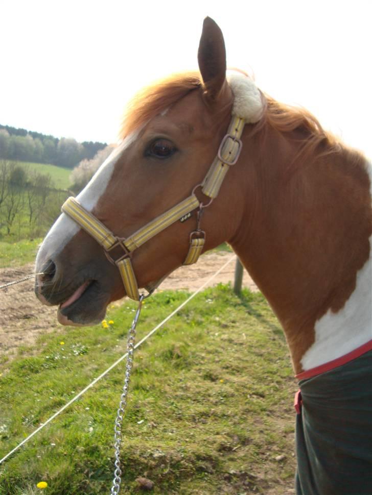 Pinto Lindholms Toniquie billede 7