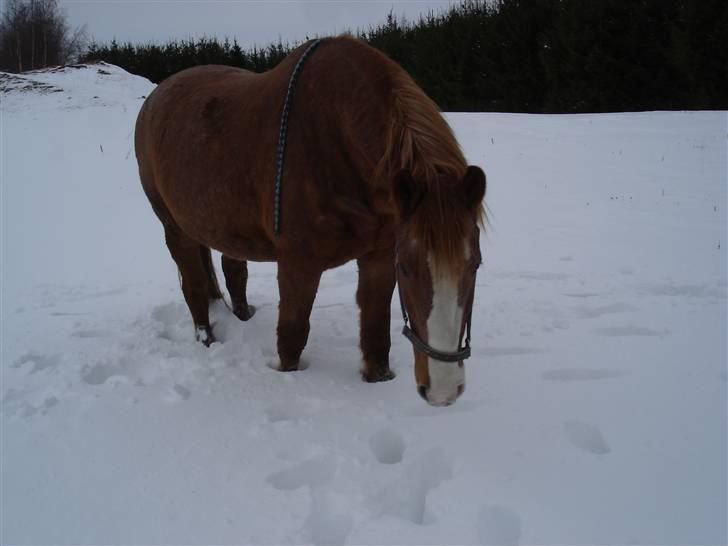 Frederiksborg Mads (rip) billede 15