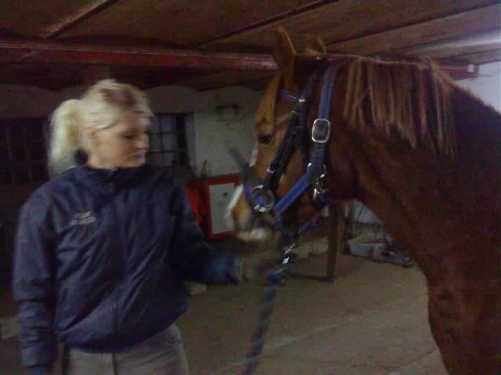 Anden særlig race Junior Charkiro billede 10