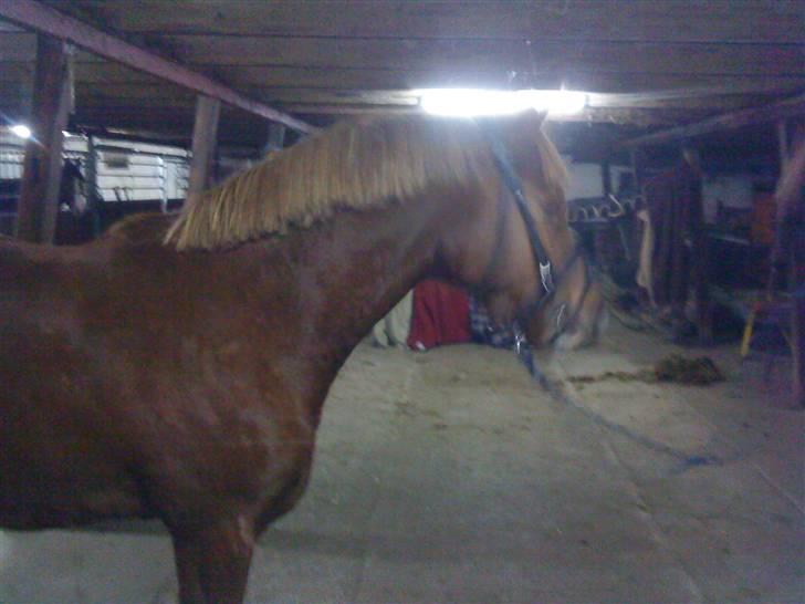 Anden særlig race Junior Charkiro billede 11