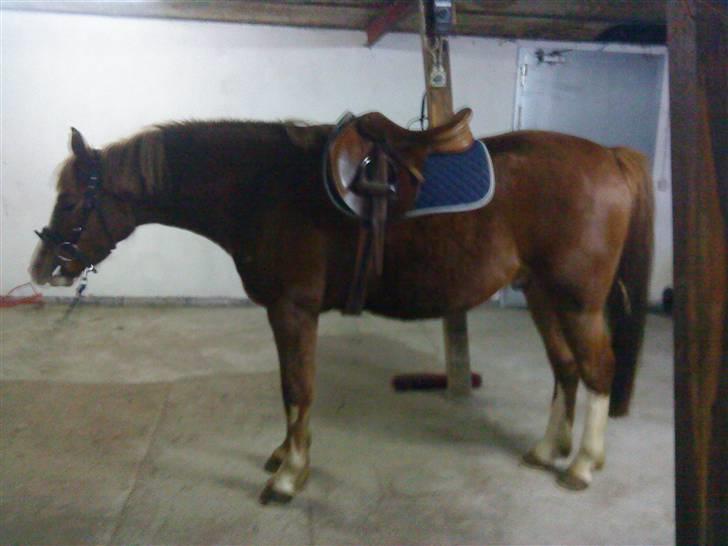 Anden særlig race Junior Charkiro billede 12