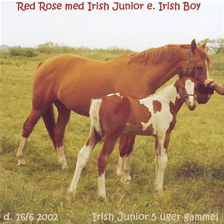 Dansk Varmblod Red Rose - Rossie med hendes første føl (som også kan ses herinde under Irish Junior) billede venligst udlånt af Anne D:) billede 7