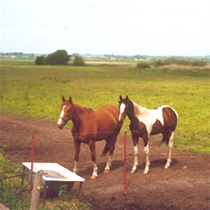 Dansk Varmblod Red Rose - Rossie med hendes søn Irish Junior:) (venligst udlånt af Anne D) billede 11